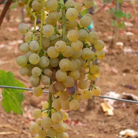 Winery Bacic Apartment Blato  ภายนอก รูปภาพ