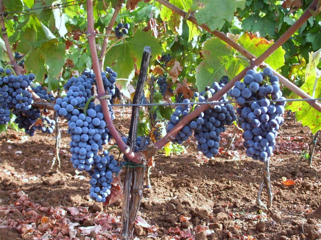 Winery Bacic Apartment Blato  ภายนอก รูปภาพ